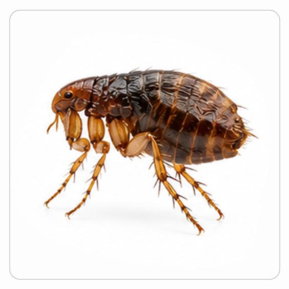 Flea Control